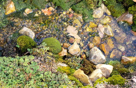 Micro landscape with imitation of a forest stream, driftwood, micro waterfalls, pebbles and moss.の写真素材
