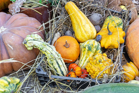 Decorative pumpkins on straw. Autumn pumpkin harvest.の写真素材