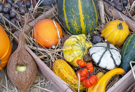 Pumpkins of different shapes in a wooden box. Autumn pumpkin harvest.の写真素材
