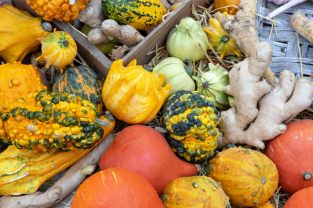 Decorative pumpkins in a composition with ginger. Autumn pumpkin harvest.の写真素材