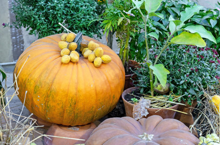 Pumpkin in a composition with a sprig of dates against a background of green foliage.の写真素材