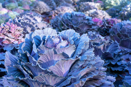 Ornamental Cabbage, Ornamental Kale, Flowering Kale in an autumn garden.の写真素材
