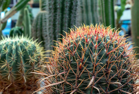 Ferocactus or Mexican fire barrel cactus it grows in the botanical garden.