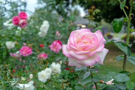 Pink Tea Roses (Rosa Hybrida) in bloom and close up.の写真素材