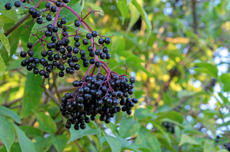 Black berries ?lderberry Sambucus nigra, used to make dye, syrup, jam and drinks.の写真素材