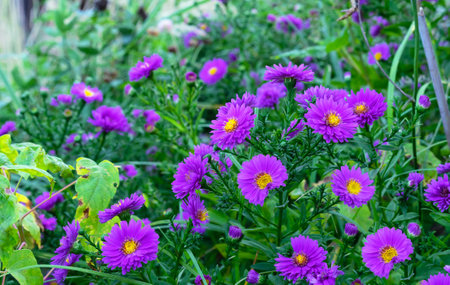 Purple Aster Symphyotrichum novi-Belgii or Michaelmas Daisy in autumn garden.の写真素材