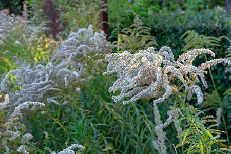 Fluffy Canada Goldenrod (Solidago canadensis) in autumn garden.の写真素材