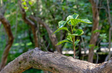 Twig with young green leaves on a tree trunk. Spring renewal of nature.