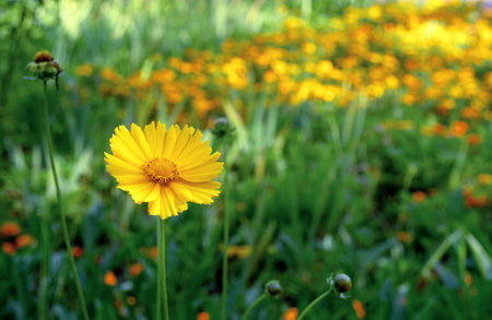 Yellow coreopsis flower blooms in the summer garden.の写真素材