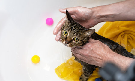 Cat bathing in bathtub with toys.の写真素材