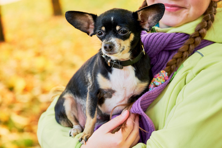 child to carry a Chihuahua.close-up of Chihuahua dog to keep on handの写真素材