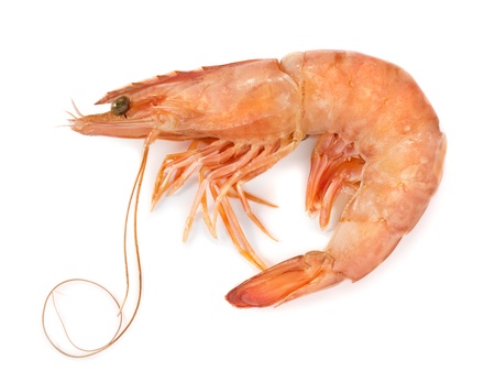 Fresh shrimp isolated on whiteの写真素材