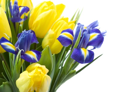 Spring flowers over white background