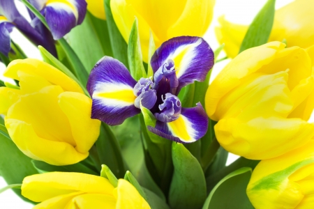 Spring flowers over white backgroundの写真素材