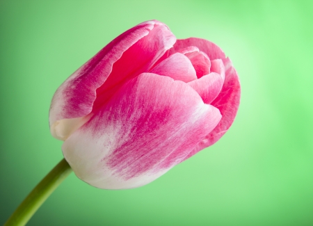 One tulip on green backgroundの写真素材