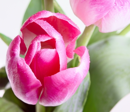 Pink tulip on white backgroundの写真素材