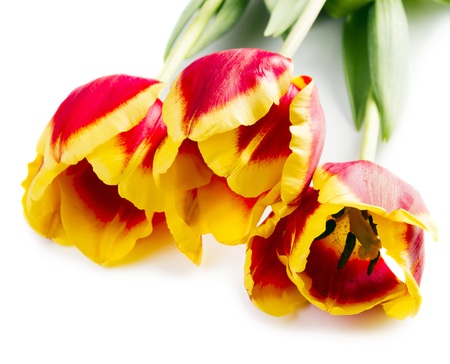 Three red tulips isolated on whiteの写真素材
