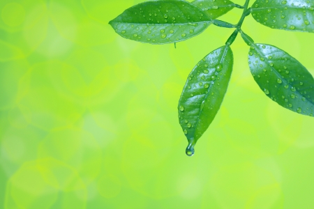 Water drops on green leavesの写真素材