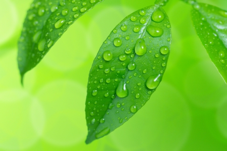 Water drop on green leavesの写真素材