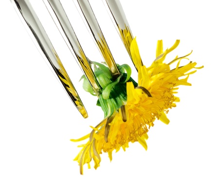 Vegetarian menu: fork with fresh dandelionの写真素材