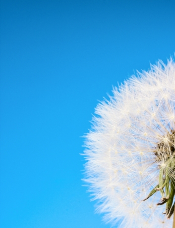 Dandelions with seeds on blue sky backgroundの写真素材