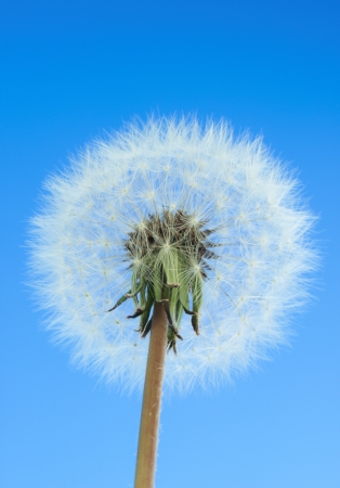Dandelion on blue sky backgroundの写真素材