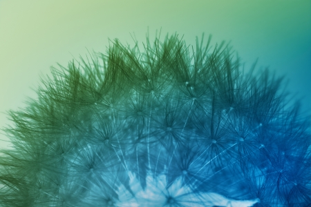 Dandelion seeds in blue and greenの写真素材