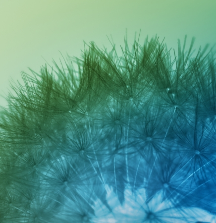 Dandelion seeds in blue and greenの写真素材