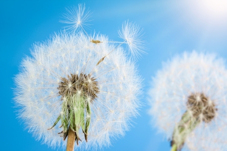 Dandelions with seeds on blue sky backgroundの写真素材