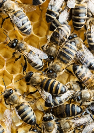 Macro of working bees on honeycombの写真素材