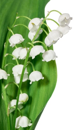 Spring flowers: lily-of-the-valley isolated on whiteの写真素材