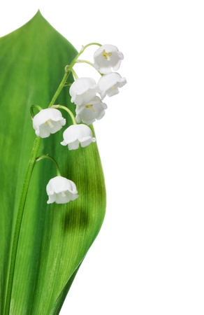 Lily of the valley isolated on whiteの写真素材