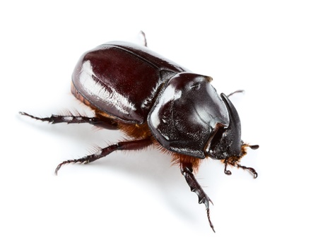 Rhinoceros beetle isolated on whiteの写真素材