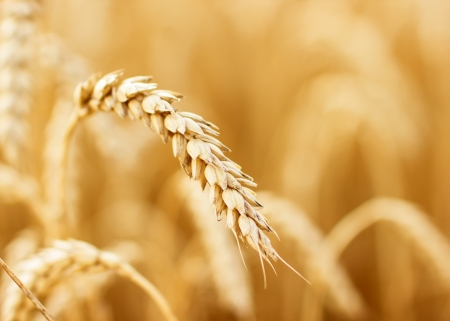 Close up view of wheat ears on the fieldの写真素材