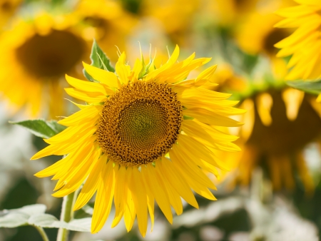 Sunflowers fieldの写真素材