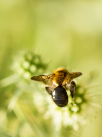 Fly on the summer flowersの写真素材