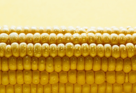 Fresh corn cob with water dropsの写真素材