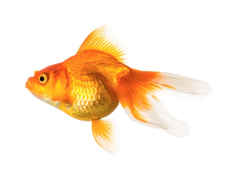 Gold fish isolated on white backgroundの写真素材