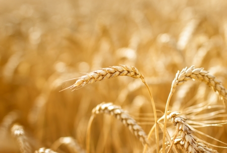 Close up view of wheat ears on the fieldの写真素材