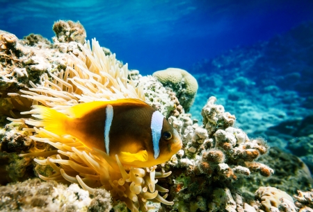 Clown fish with wind flower underwaterの写真素材