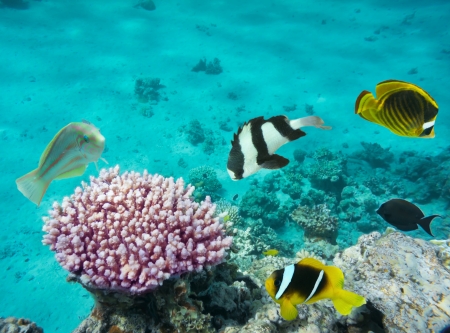 Coral fishes with underwater backgroundの写真素材