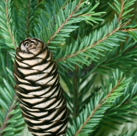 Close up view of pine cone with green treeの写真素材