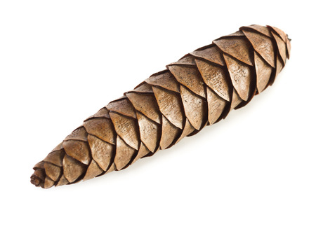 Close up view of pinecone isolated on white backgroundの写真素材