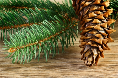 Close up view of pine cone with green treeの写真素材