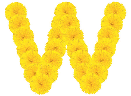 Letter V made from dandelion flowers isolated on white backgroundの写真素材