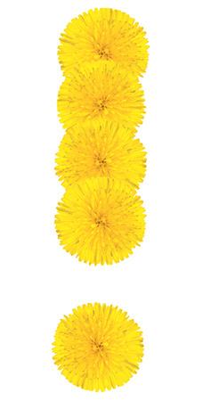 Exclamation sing made from dandelion flower isolated on white backgroundの写真素材