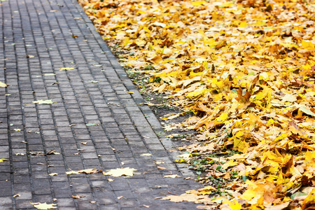 Close up view of paving with yellow autumn leavesの写真素材