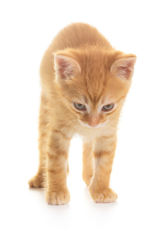 Anggry red kitten isolated on white backgroundの写真素材