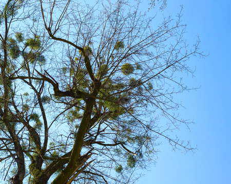 Balls of mistletoe growing in a tree on blue sky backgroundの写真素材