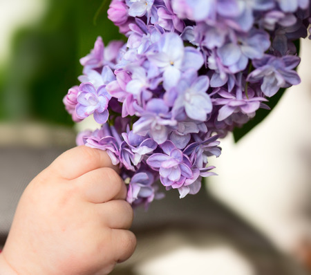 Close up view of baby hand holding branch of lilacの写真素材